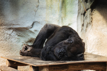müde Gorilla