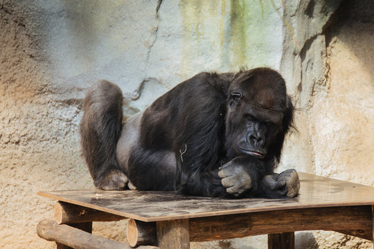 b&ouml;se Gorilla