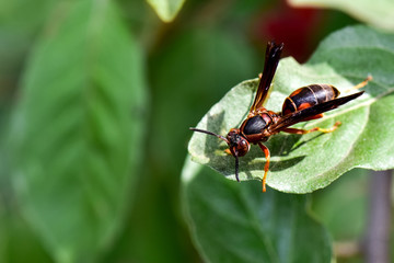 Wasp on a Basil Leaf