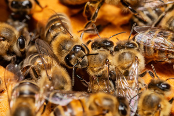 A bunch of bees on a honeycomb 