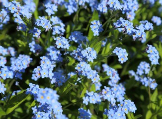 Forget-me-not