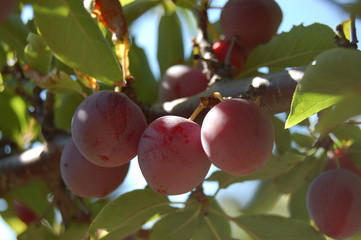 Plums