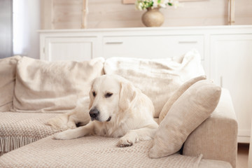 Cute big white dog lies on a sofa in a cozy country house and looks into the camera. Concept of happy pets