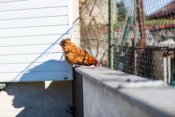 Kura na wolnym wybiegu na murze