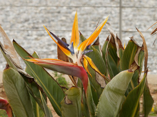 Oiseau du Paradis 'Strelitzia reginae', magnifique arbuste &agrave; spathes verts, pourpres, p&eacute;tales oranges et bleus
