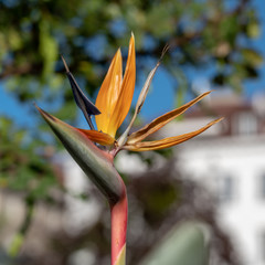Paradiesvogelblume (Strelitzia reginae)