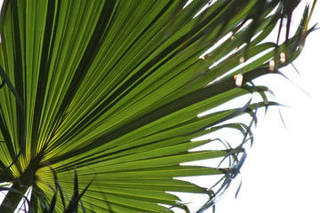 Plakat Palm leaves against the blue sky. The problem of landscaping of Park areas.
