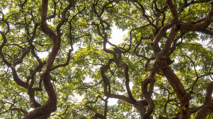 The intrincated canopy of the acacia tree. Captured at he Andean mountains of southern Colombia.