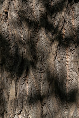 Amerikanischer Tulpenbaum (Liriodendron tulipifera)