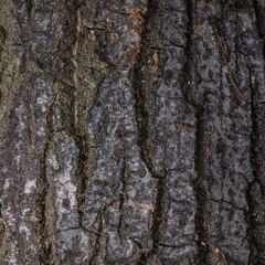 close up of a wooden texture
