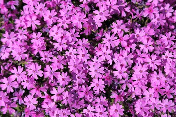Fototapeta premium Phlox subulata.
