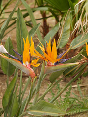 Strelitzia reginae - Oiseau du Paradis à floraison majestueuse