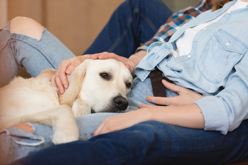 Pacified contented big white dog lies on legs of an unidentified host a young woman and man. Animal love concept