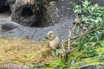 Cute small prairie dogs in Ueno Zoological Gardens in Tokyo, the flagship zoo of Japan. The oldest zoo in Japan visited in August.