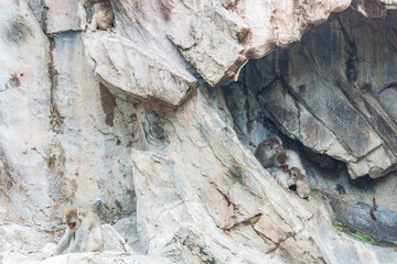 Abstract textured photo with Japanese macaque sitting on rocks in Ueno Zoological Gardens in Tokyo, the flagship zoo of Japan. The oldest zoo in Japan visited in August.