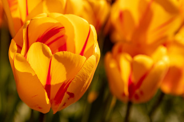 Schulgarten L&uuml;beck