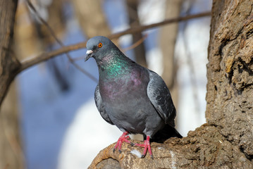 A common pigeon (Columba livia) sitting on a tree in winter