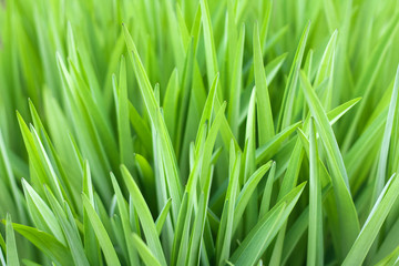 Fototapeta na wymiar Green grass beautiful natural background for design