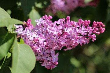 purple lilac blooming in the garden