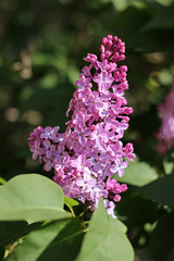 purple lilac blooming in the garden