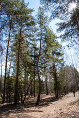 Pine with a curved trunk in the forest on a Sunny clear day in spring