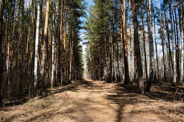 The road in the forest on a Sunny clear spring day