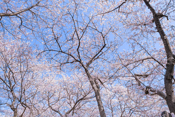 Fototapeta premium 埼玉県幸手市 権現堂の桜