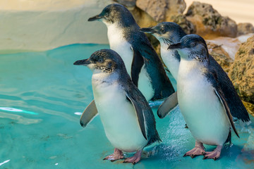 Four Australian penguins at Penguin Island, Rockingham, Western Australia