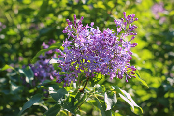 purple lilac blooming in the garden