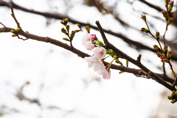 Cherry blossom in spring for background or copy space for text
