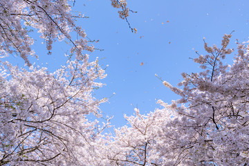 埼玉県幸手市　権現堂の桜　桜吹雪