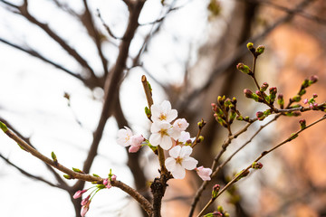 Cherry blossom in spring for background or copy space for text