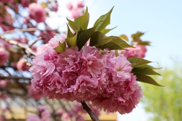 新家長福寺の八重桜