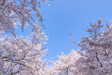 埼玉県幸手市　権現堂の桜