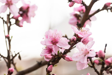 Cherry blossom in spring for background or copy space for text