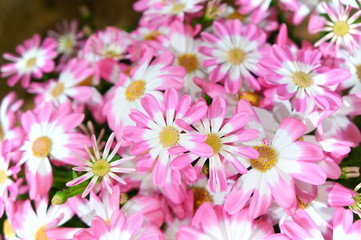 Fototapeta premium Florist's Cineraria flower