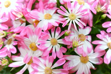 Fototapeta na wymiar Florist's Cineraria flower
