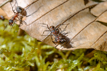Waldameisen (Formica) auf Blatt