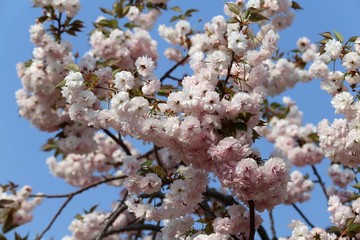 新家長福寺の八重桜