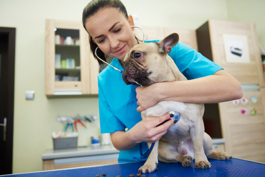 Female veterinarian examining dog with stethoscope in veterinary surgery