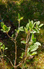 Die Rispenhortensie treibt aus