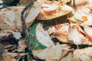 Close up to Coconut peel on the table after being peeled to make coconut juice.