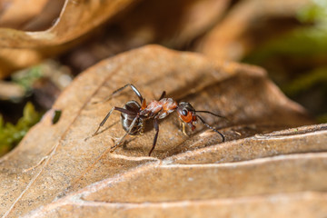 Drohende Waldameise (Formica)