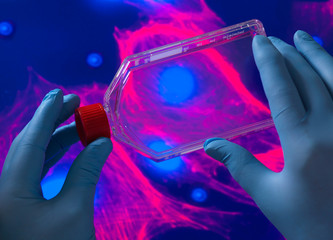 Cell biologist viewing stem cells cultivated red growth medium in a culture jar with the microscope image of the cell structure in the background