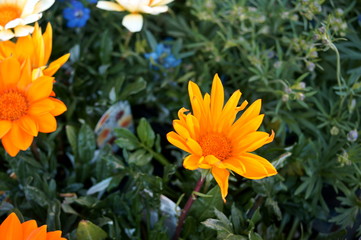 Colorful Gazania flower