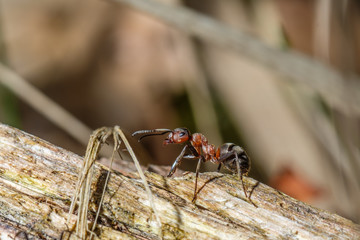 Waldameise (Formica) auf Holz
