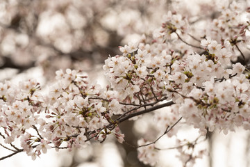 Cherry blossom in spring for background or copy space for text