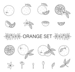 Vector black and white set of oranges isolated on white background. Monochrome collection of citrus fruit, leaves, flowers, twigs. Fresh food illustration