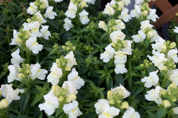 Antirrhinum majus flower