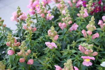 Fototapeta premium Antirrhinum majus flower